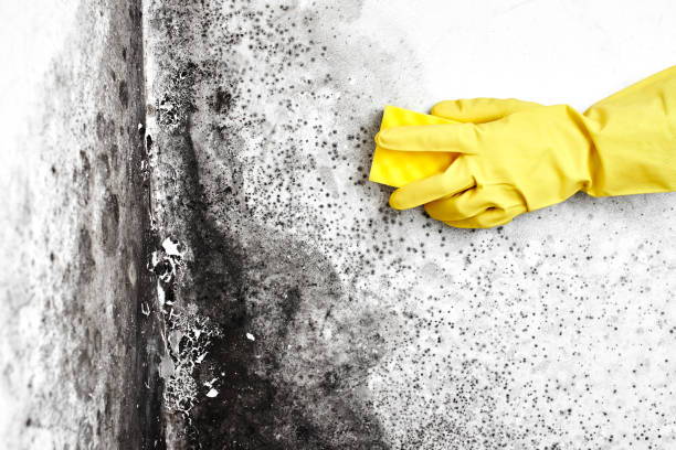 Best Professional Mold Removal  in Denmark, WI