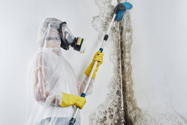 Best Fast Mold Removal  in Denmark, WI