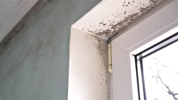 Best Affordable Mold Removal  in Denmark, WI