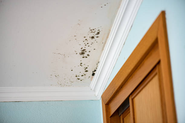 Best Mold Removal and Inspection  in Denmark, WI