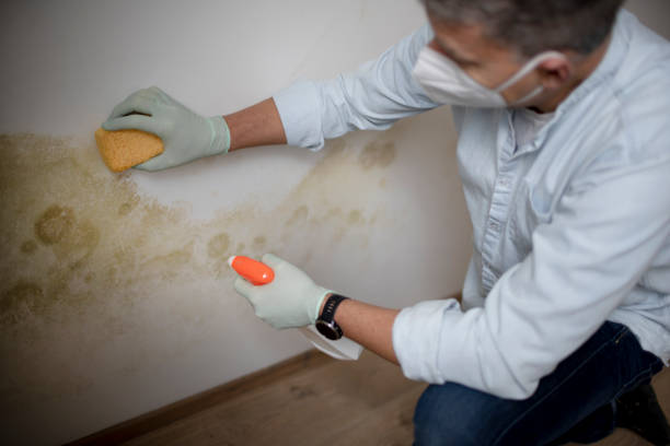 Best Mold Removal Near Me  in Denmark, WI