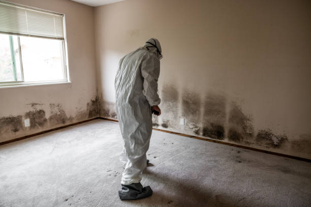 Best Residential Mold Removal  in Denmark, WI