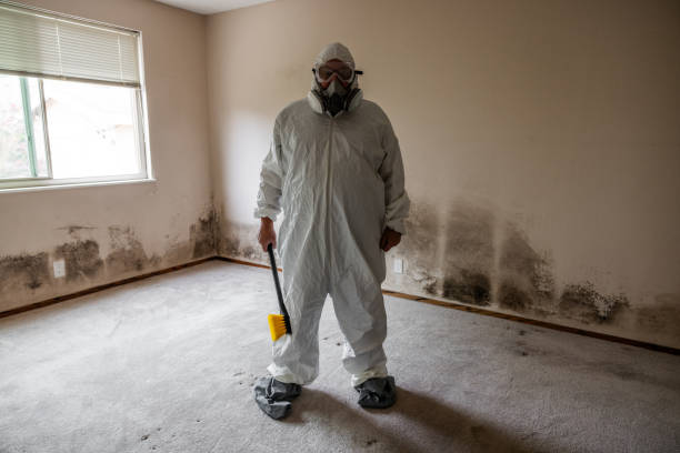 Best Office Mold Removal Services  in Denmark, WI