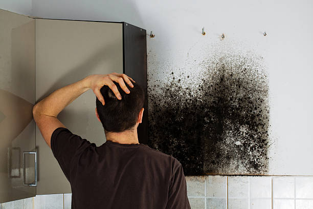 Best Black Mold Removal  in Denmark, WI