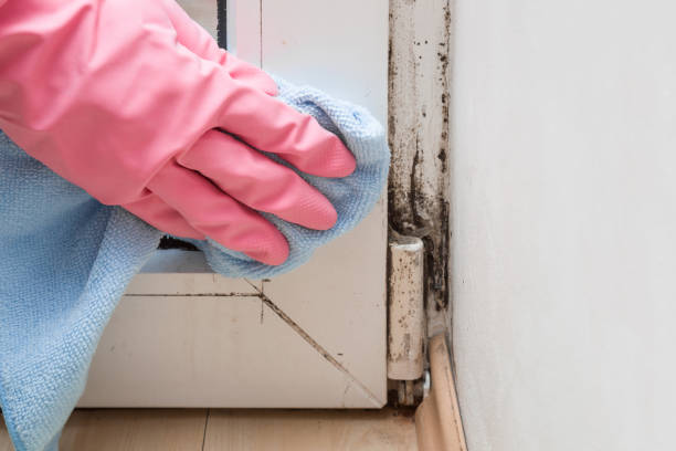 Best Mold Cleaning Services  in Denmark, WI