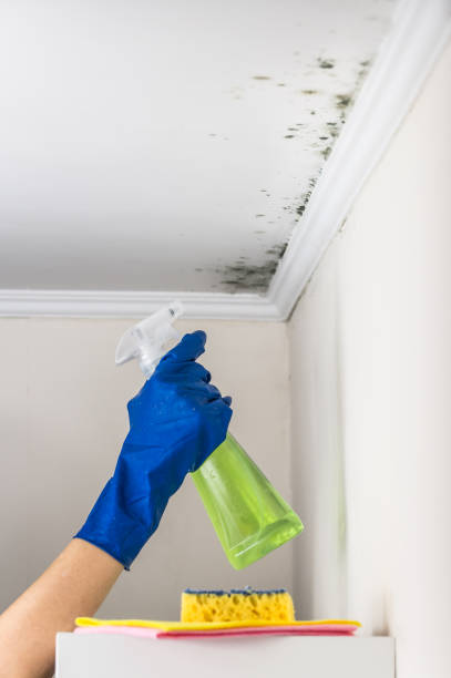 Best Mold Remediation  in Denmark, WI